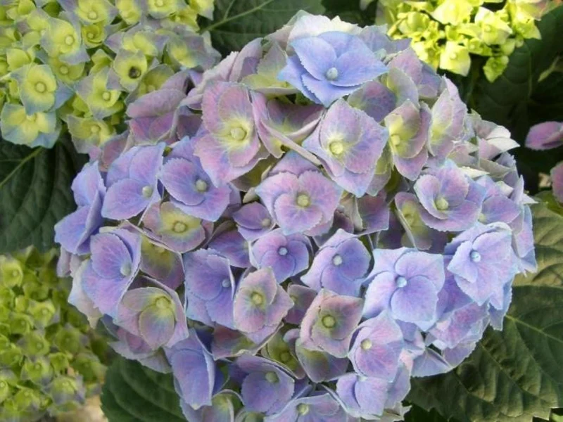 Hydrangea m. 'Blue Ball' C5 (5 liters kruka)