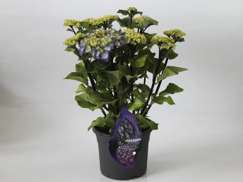 Hydrangea 'Zorro Bleu' C5 (5 liters kruka / 23 cm kruka)