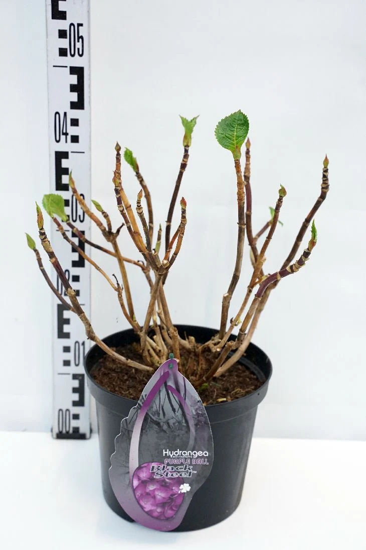 Hydrangea m. 'Blacksteel Purple' C5 (5 liters kruka) / 23 cm kruka