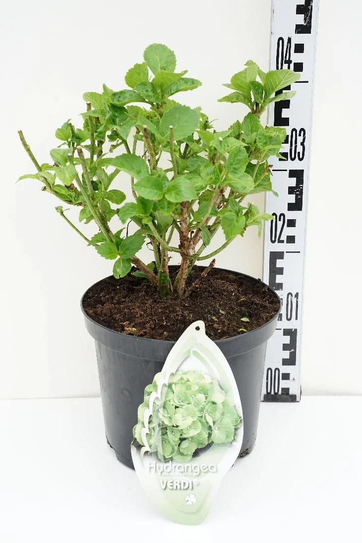 Hydrangea m. 'Verdii' C5 (5 liters kruka) / 23 cm kruka
