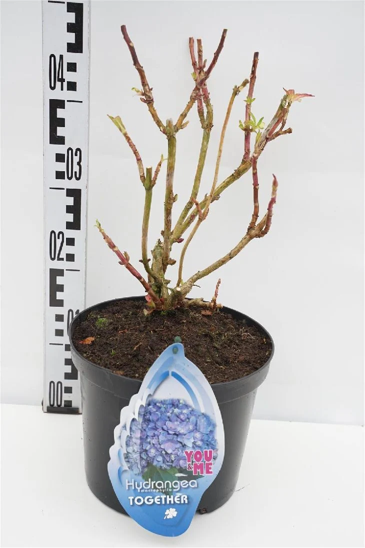 Hydrangea m. 'Together Blue' C5 (5 liters kruka) / 23 cm kruka