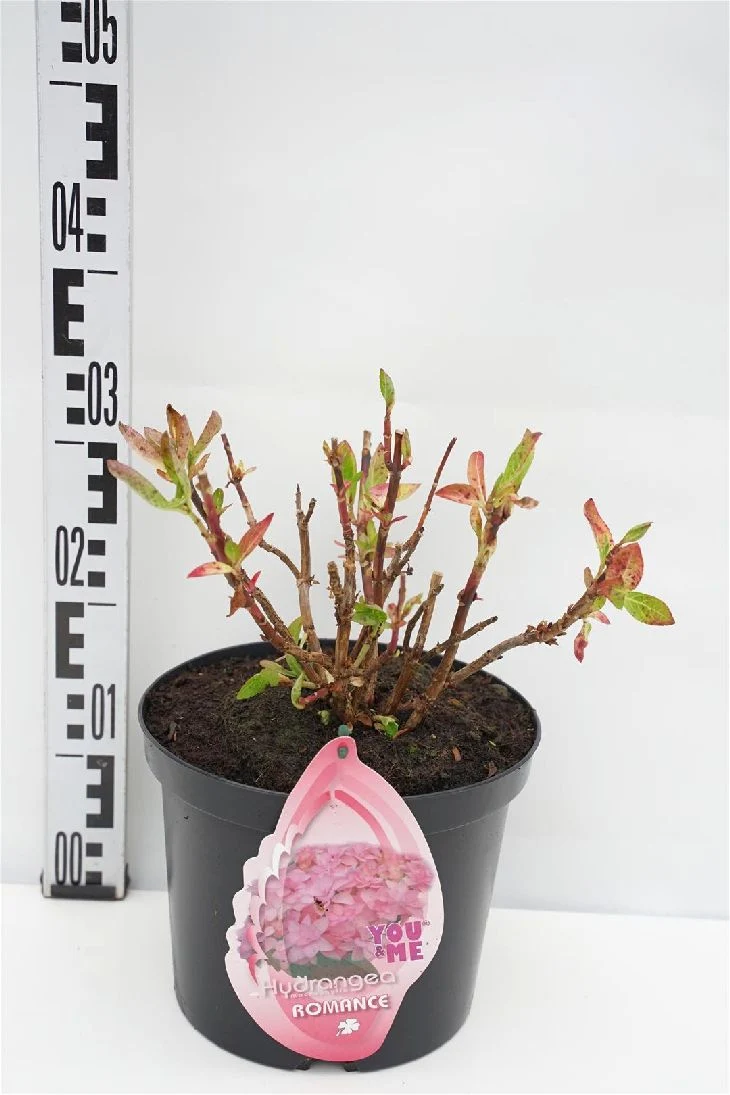 Hydrangea m. 'Romance' rosa C5 (5 liters kruka) / 23 cm kruka