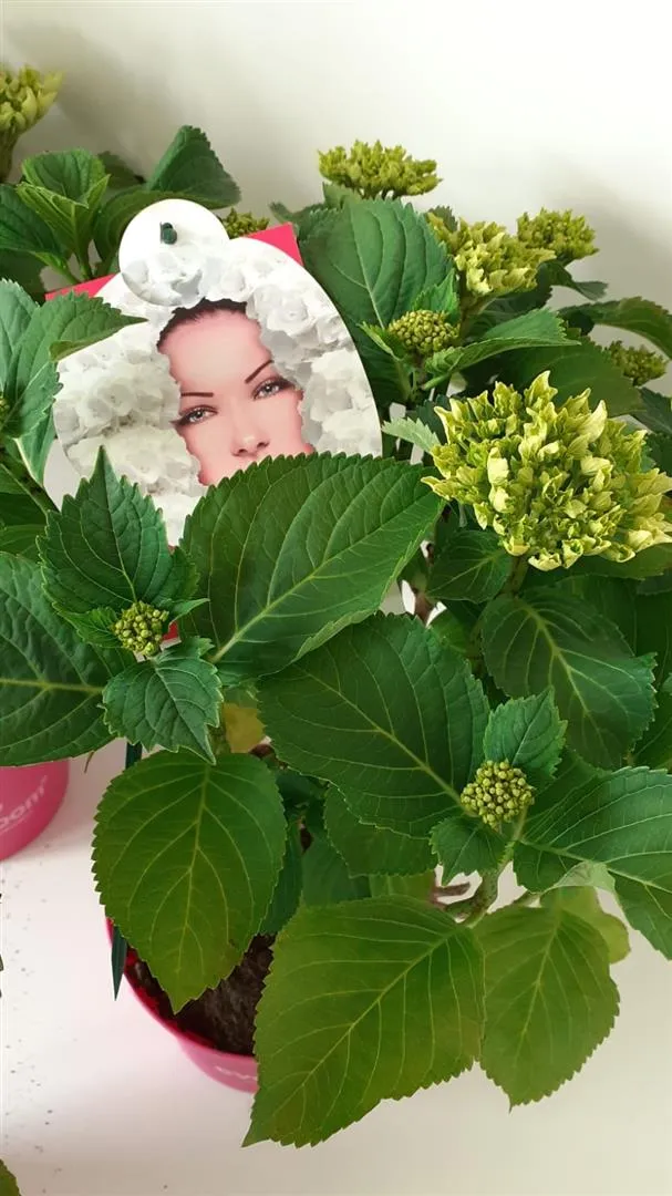 Hydrangea m. 'White Wonder' Everbloom C5 (5 liters kruka) / 23 cm kruka