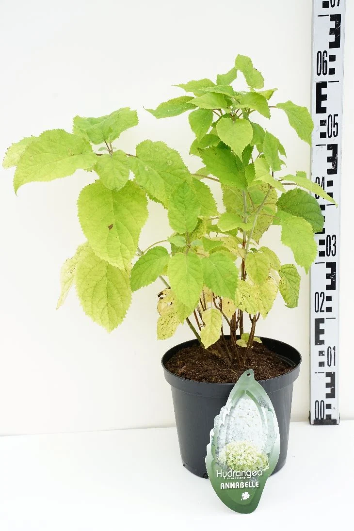 Hydrangea arb. 'Annabelle' C5 (5 liters kruka)