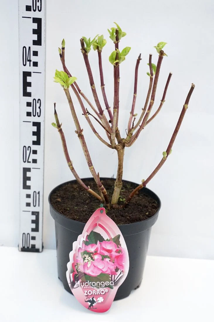 Hydrangea 'Zorro Pink' Black Steel® - C5 (5 liters kruka)
