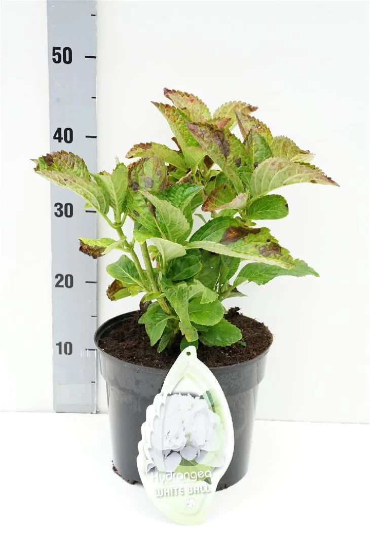 Hydrangea macrophylla 'White Ball' C5 (5 liters kruka)