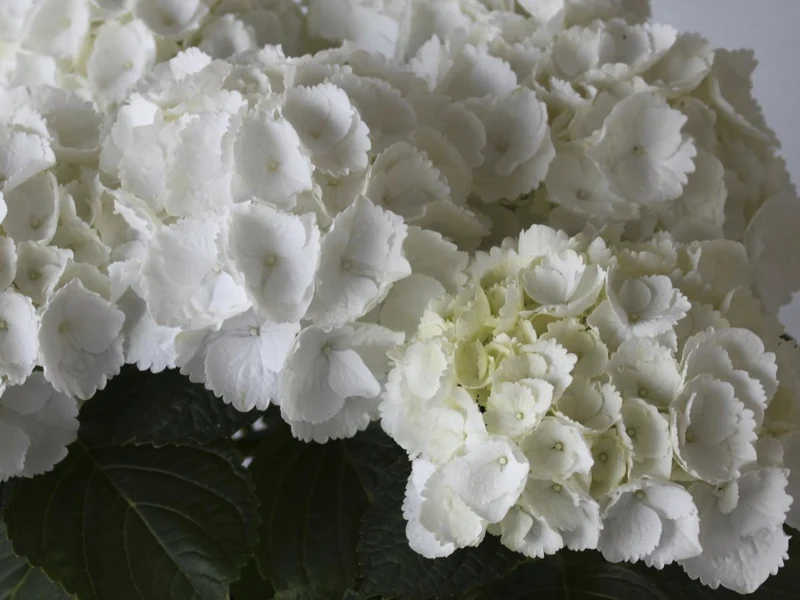 Hydrangea macrophylla 'Blacksteel White' C5 (5 liters kruka) / 23 cm kruka