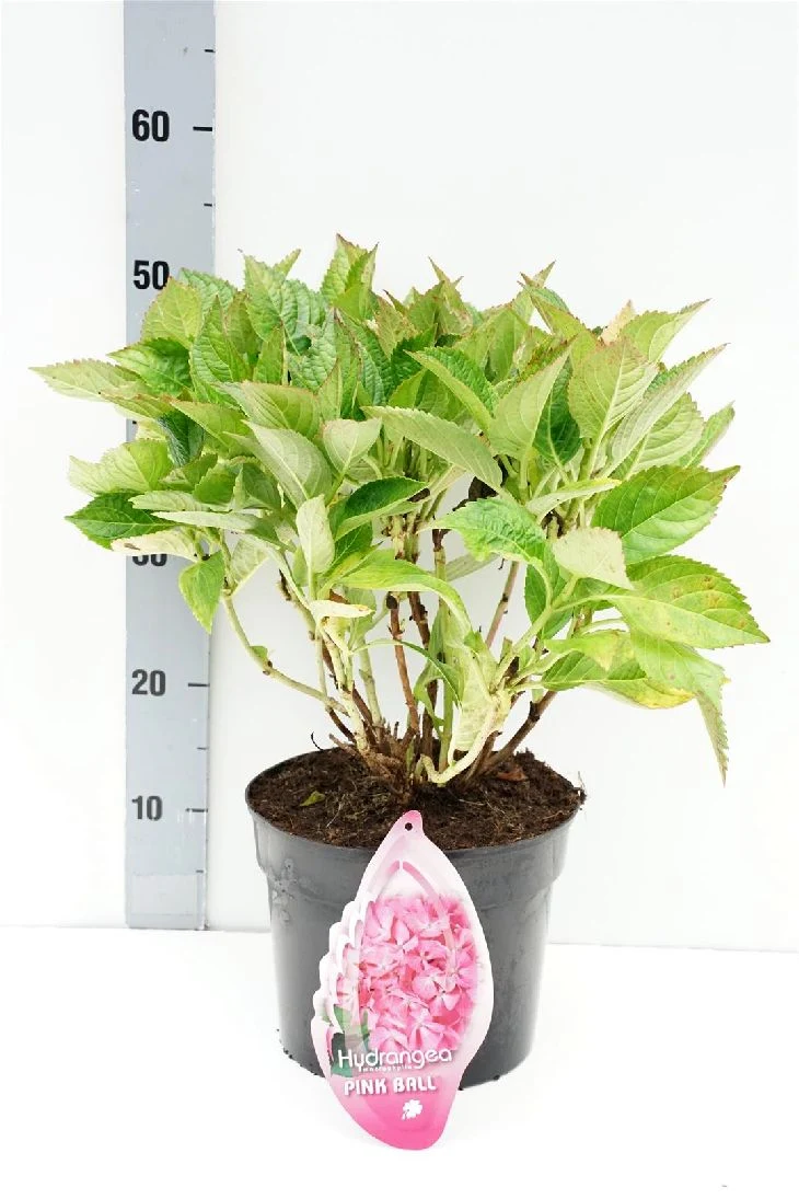 Hydrangea m. 'Pink Ball' C5 (5 liters kruka)