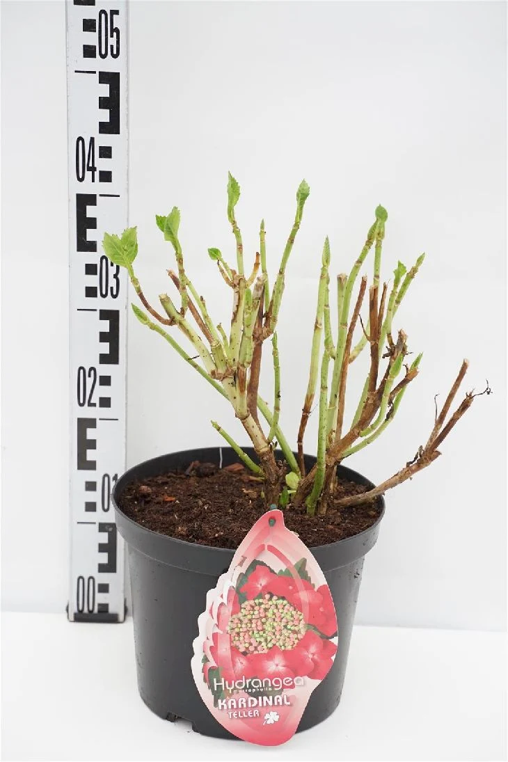 Hydrangea m. 'Teller Red' C5 (5 liters kruka) / 23 cm kruka