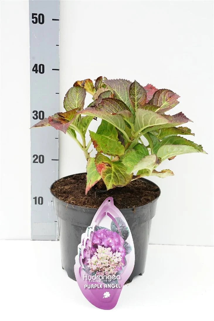 Hydrangea m. 'Teller Purple' C5 (5 liters kruka) / 23 cm kruka