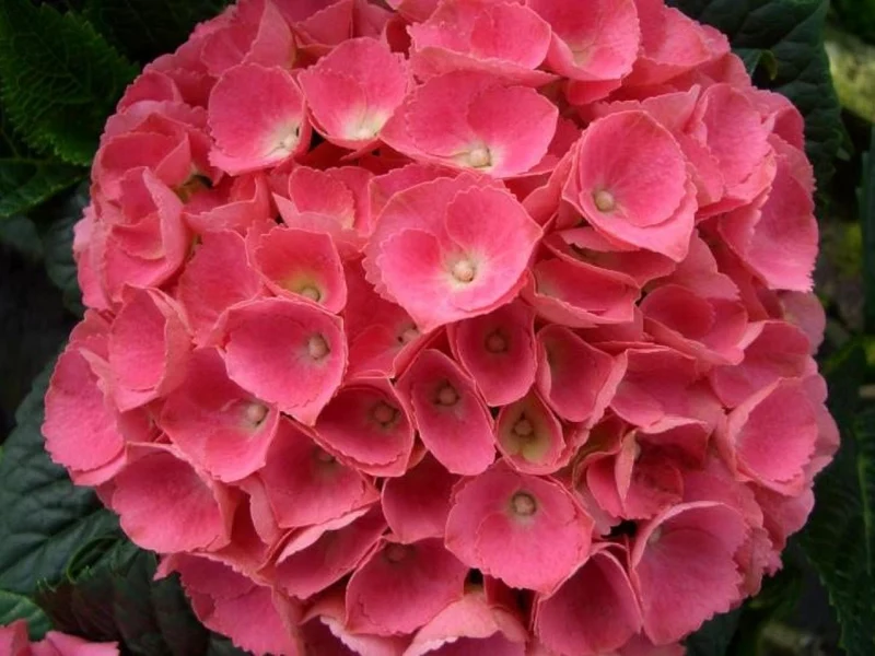 Hydrangea m. 'Blacksteel Pink' C5 (5 liters kruka)