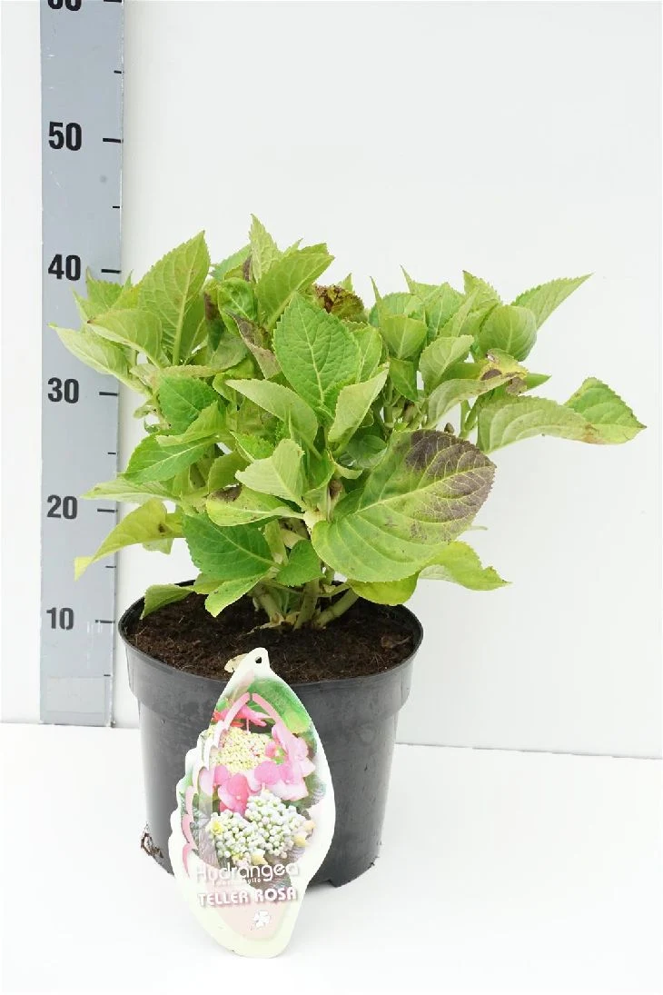 Hydrangea m. 'Teller Pink' C5 (5 liters kruka / 23 cm kruka)