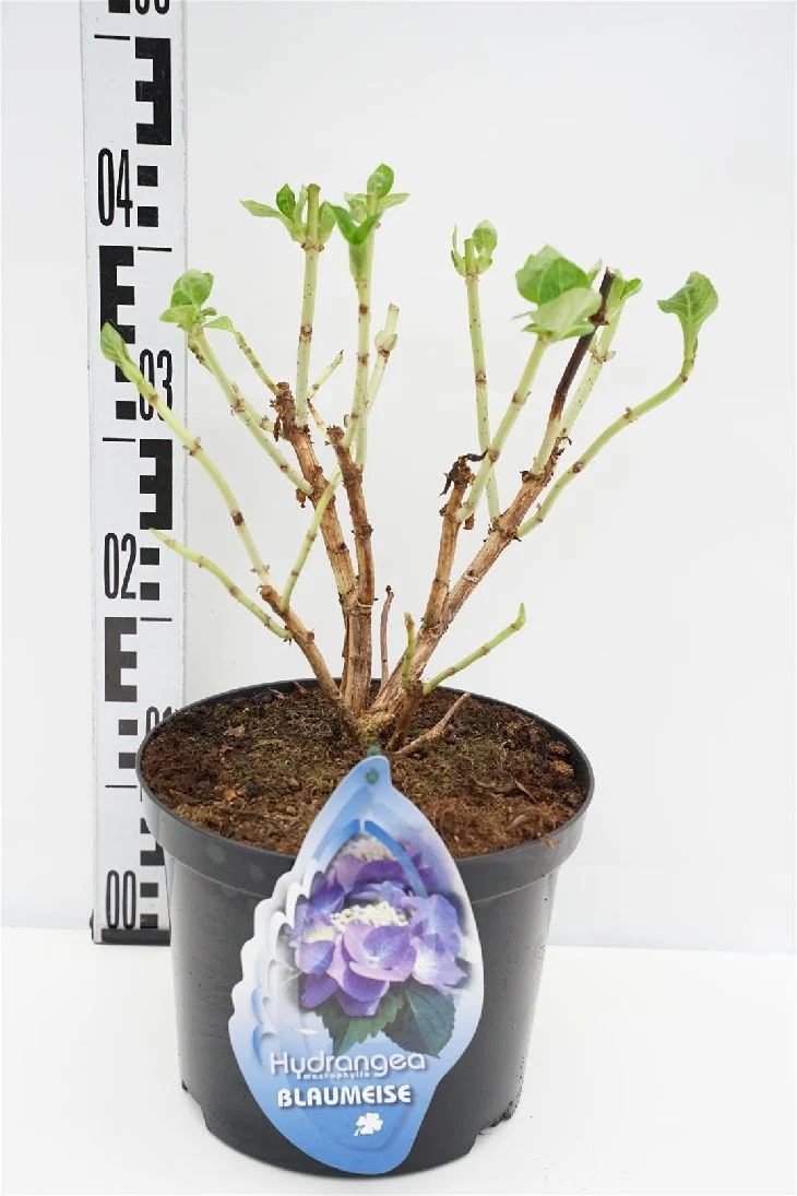 Hydrangea m. 'Teller Blue' C5 (5 liters kruka)