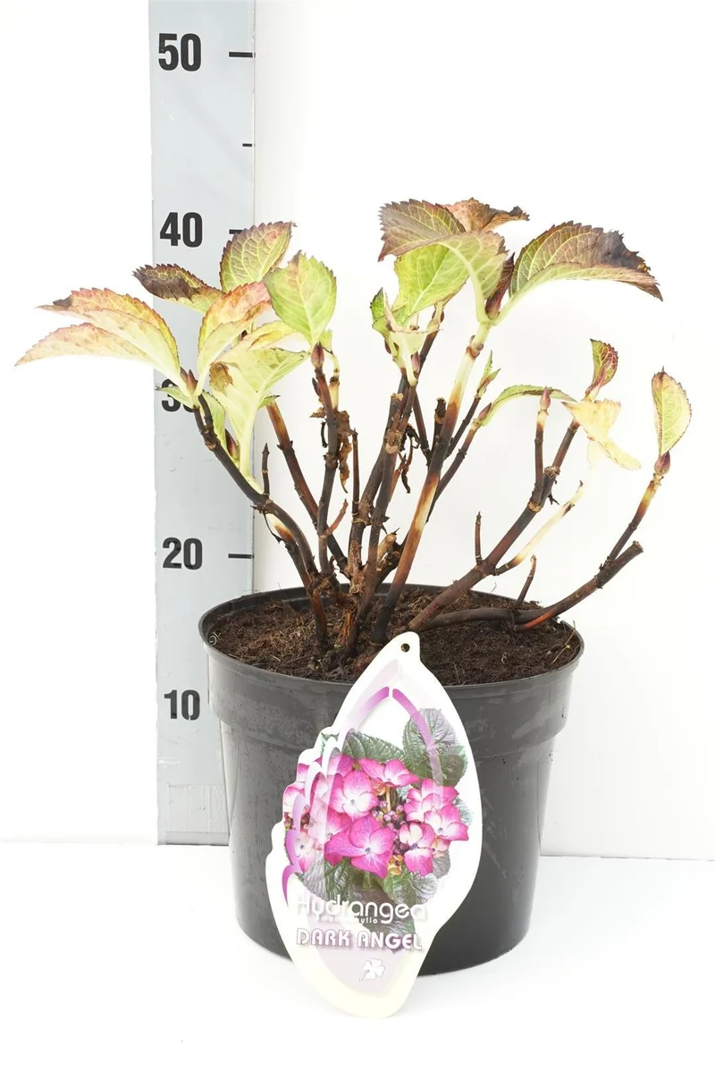 Hydrangea m. 'Dark Angel' C5 (5 liters kruka) / 23 cm kruka