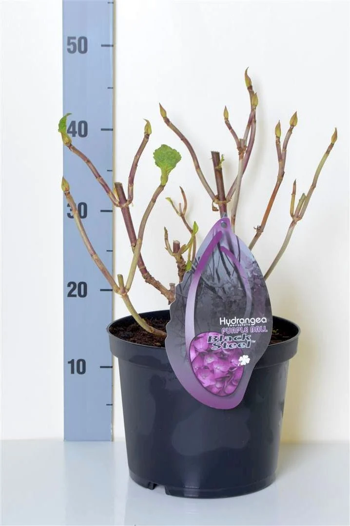 Hydrangea m. 'Purple Ball' C5 (5 liters kruka / 23 cm kruka)