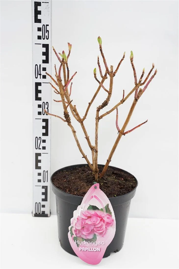 Hydrangea m. 'Papillion' C5 (5 liters kruka)