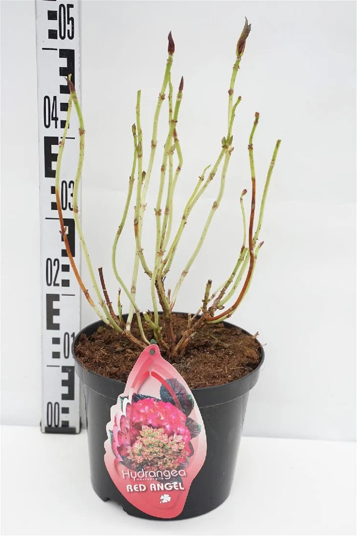 Hydrangea m. 'Red Angel' C5 (5 liters kruka)