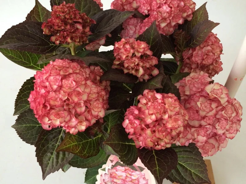 Hydrangea m. 'Miss Saori' C5 (5 liters kruka / 23 cm kruka)