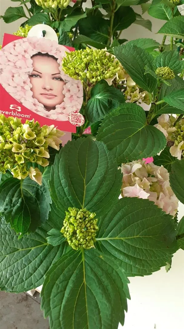 Hydrangea m. 'Pink Wonder' Everbloom C5 (5 liters kruka / 23 cm kruka)
