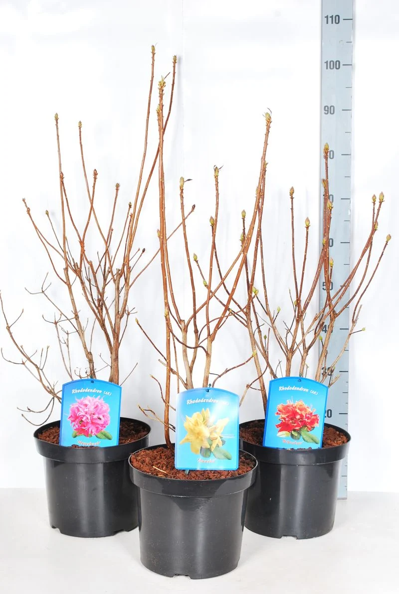 Rhododendron, blandade sorter C7,5 (7,5 liters kruka) 80-100 cm