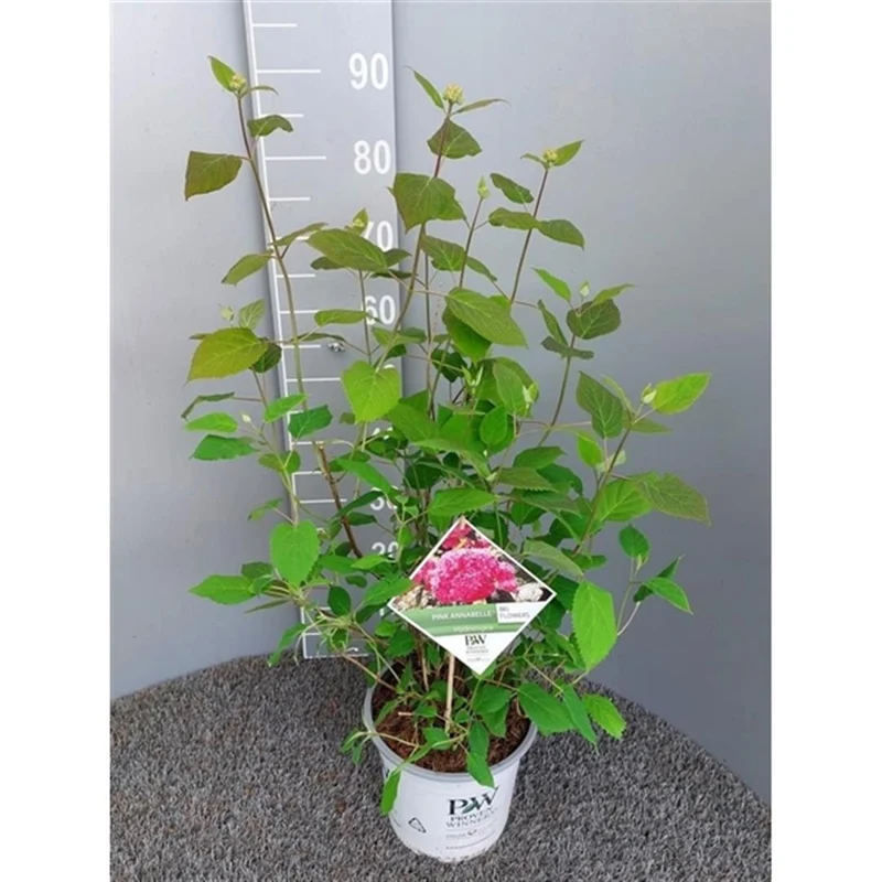 Hydrangea arborescens 'Pink Annabelle' 40-50 cm, C5 (5 liters kruka)