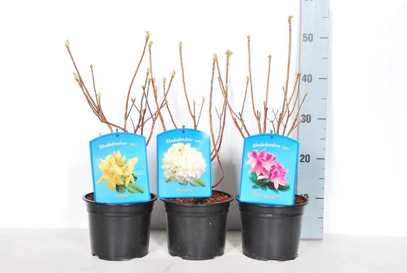 Rhododendron (AK) i sorter C2 (2 liters kruka) 30-40 cm