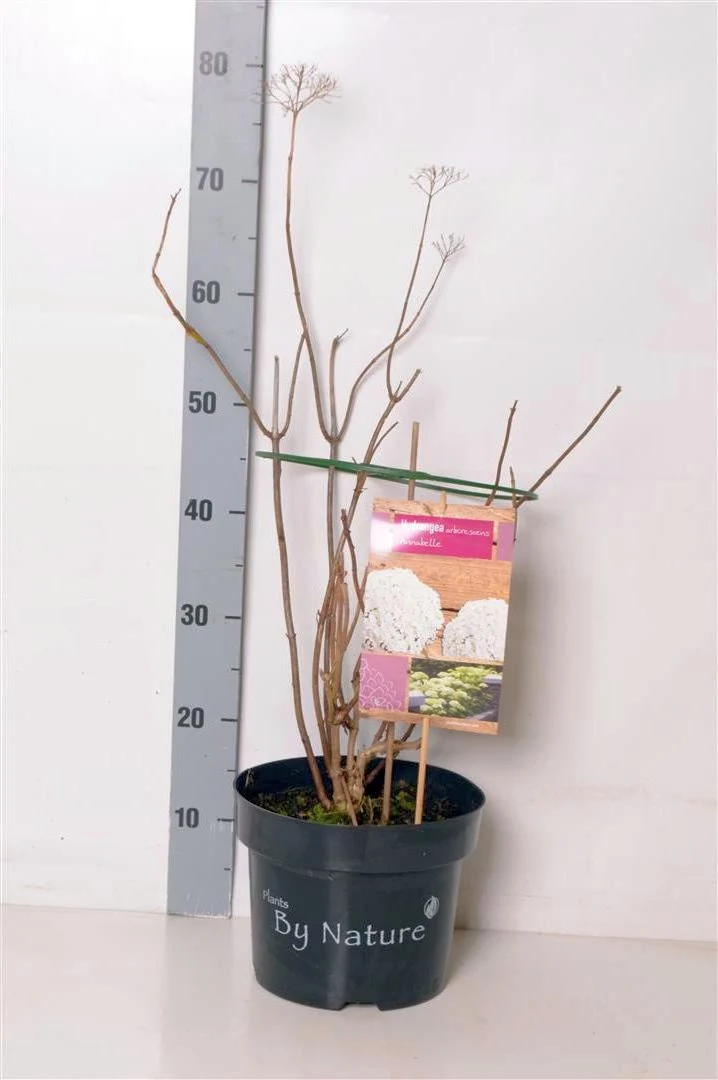 Hydrangea arb. 'Annabelle' C5 (5 liters kruka) 40-50 cm