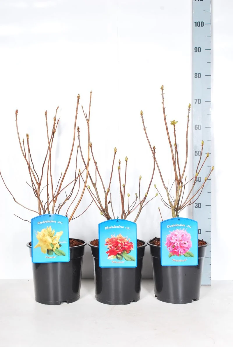 Rhododendron (AK) i sorter C5 (5 liters kruka) 40-50 cm