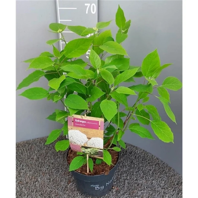 Hydrangea arborescens i sorter C5 (5 liters kruka) / 23 cm kruka 40-50 cm
