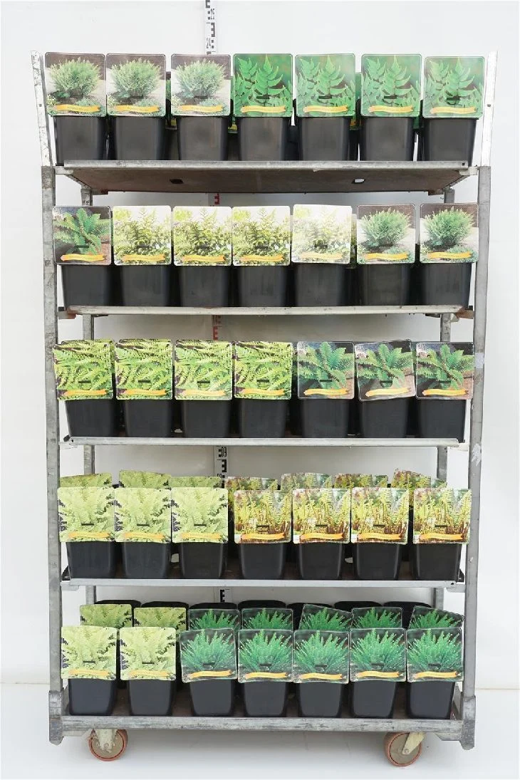 Ormbunkar i sorter C5 (5 liters kruka) / 23 cm kruka