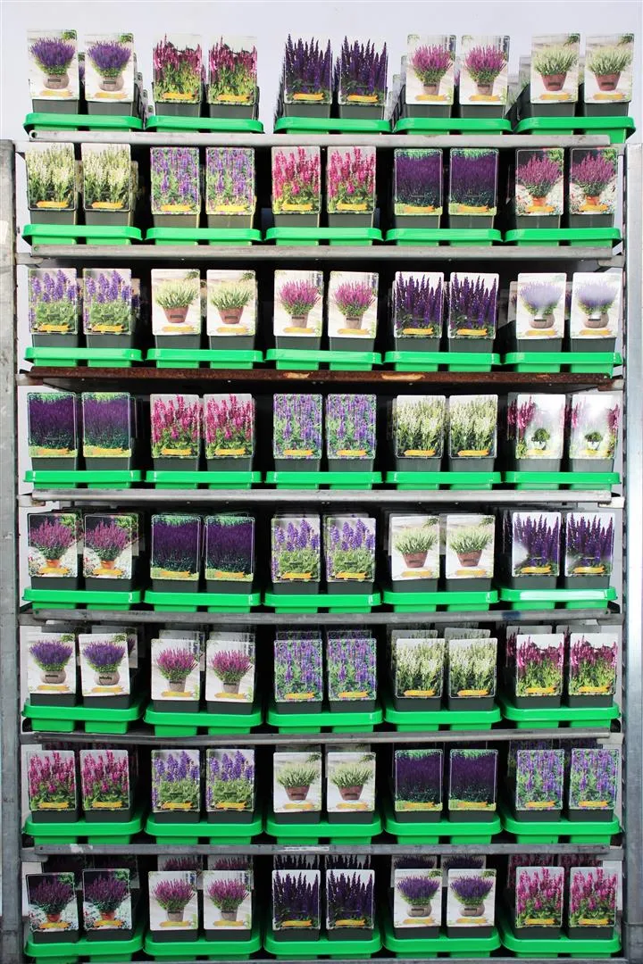 Salvia i olika sorter, 11 cm kruka