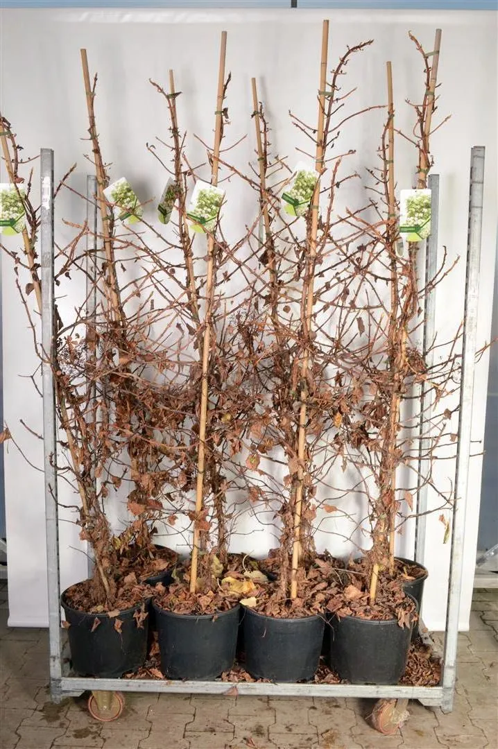 Hydrangea anomala petiolaris C15 (15 liters kruka) 175-200 cm