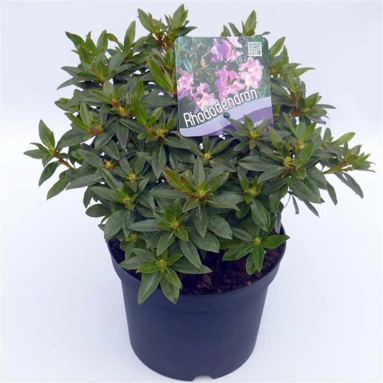 Rhododendron 'Robert Seleger' C2 (2 liters kruka) 20-25 cm