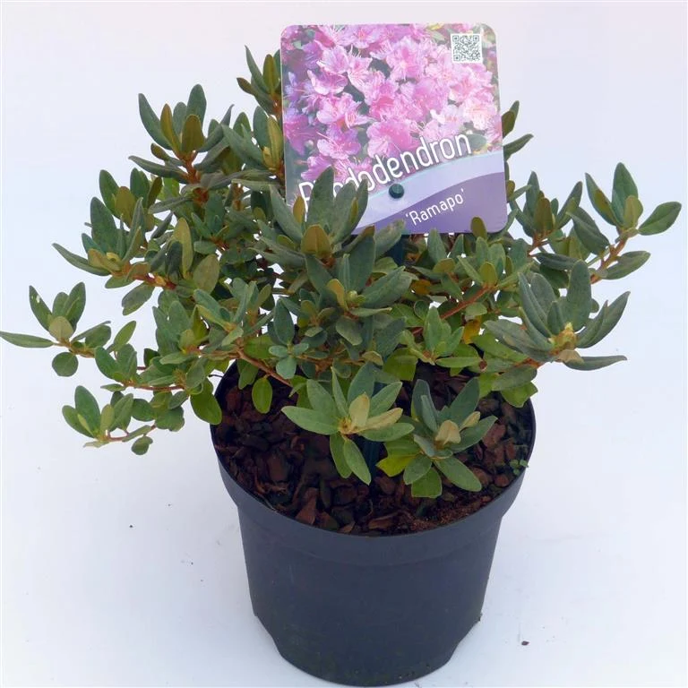 Rhododendron 'Ramapo' C1 (1 liters kruka) 15-20 cm