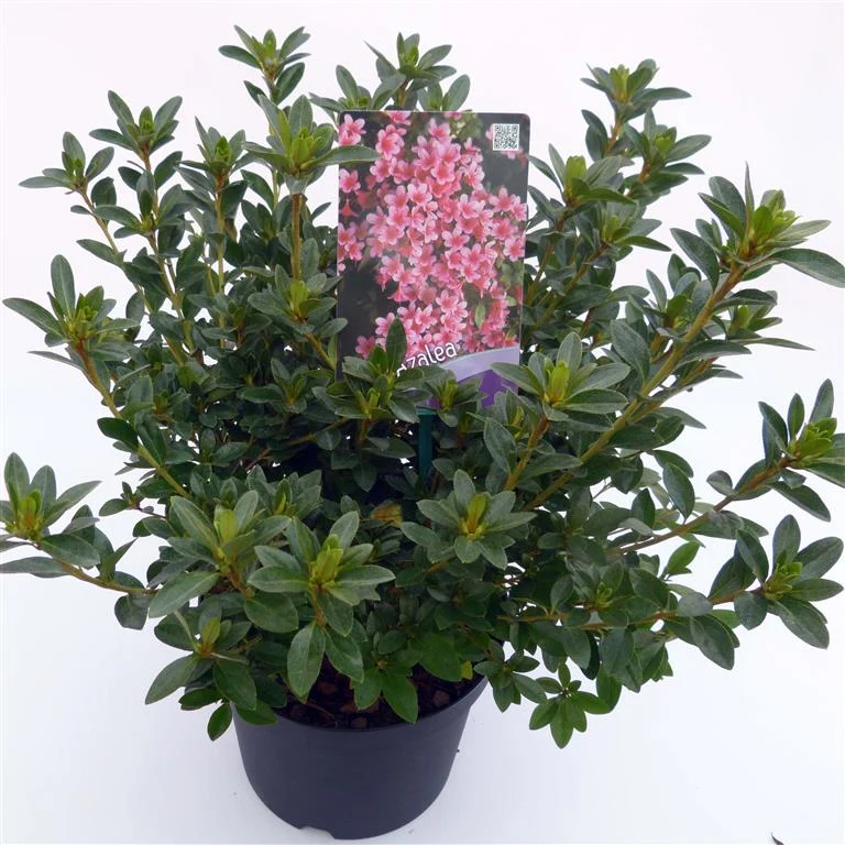 Rhododendron (AJ) 'Silvester' C3 (3 liters kruka) / 19 cm kruka 30-35 cm