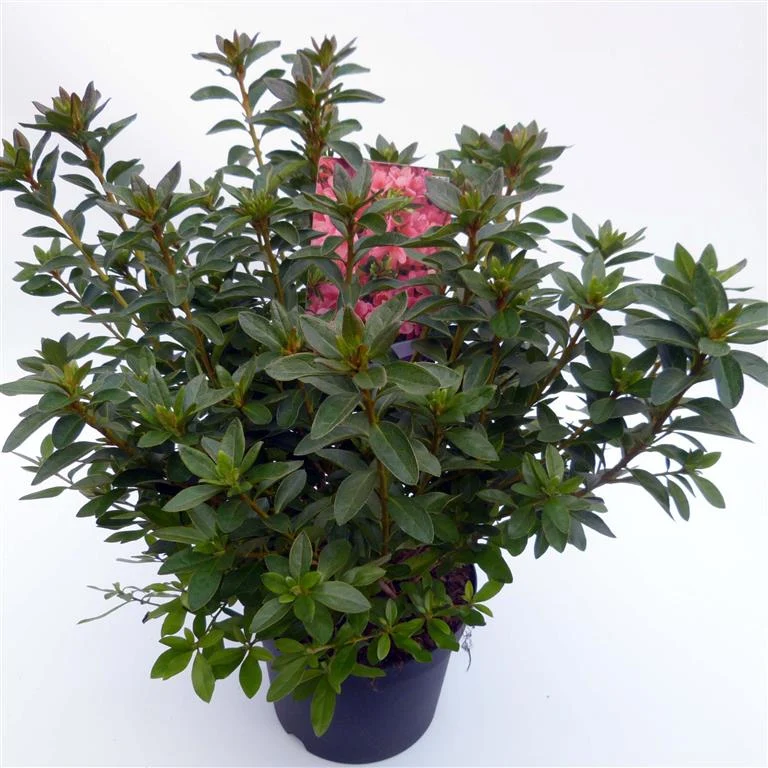 Rhododendron (AJ) 'Mad. van Hecke' C3 (3 liters kruka) / 19 cm kruka 30-35 cm