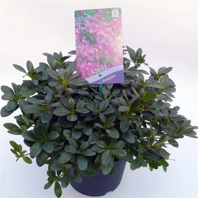 Rhododendron (AJ) 'Koningstein' C3 (3 liters kruka) 30-35 cm