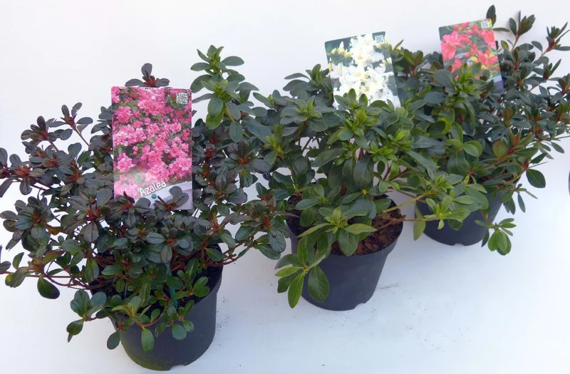Rhododendron (AJ) i sorter C3 (3 liters kruka) / 19 cm kruka 30-35 cm