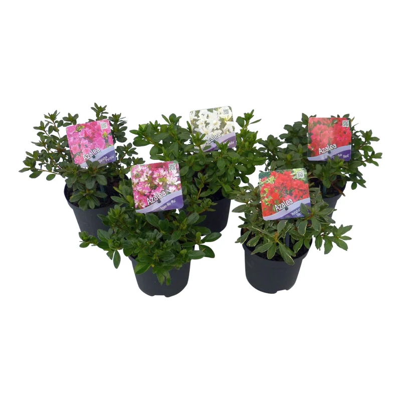 Rhododendron (AJ) i sorter C1 (1 liters kruka) 15-20 cm