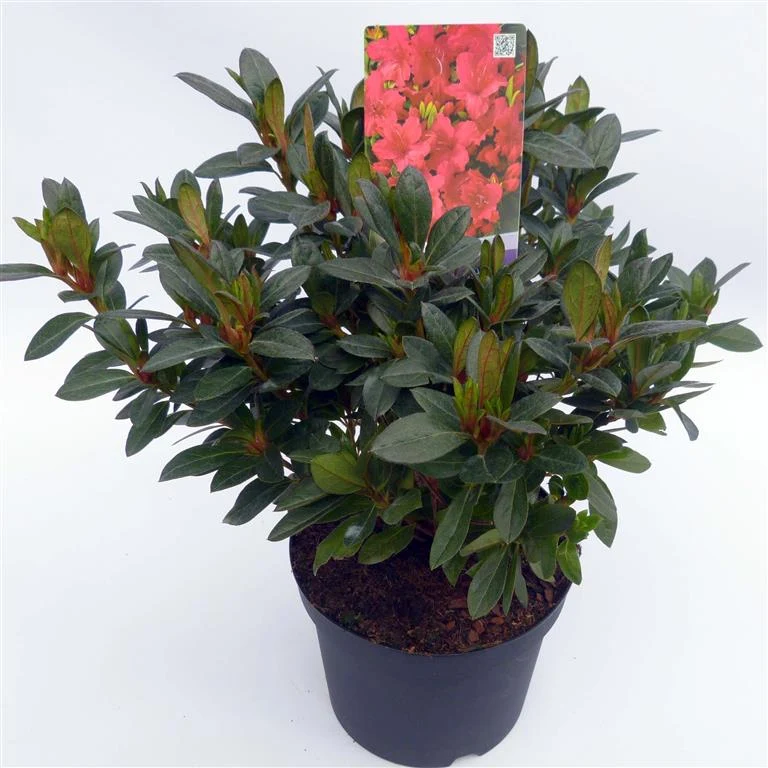 Rhododendron (AJ) 'Georg Arends' C3 (3 liters kruka) 30-35 cm