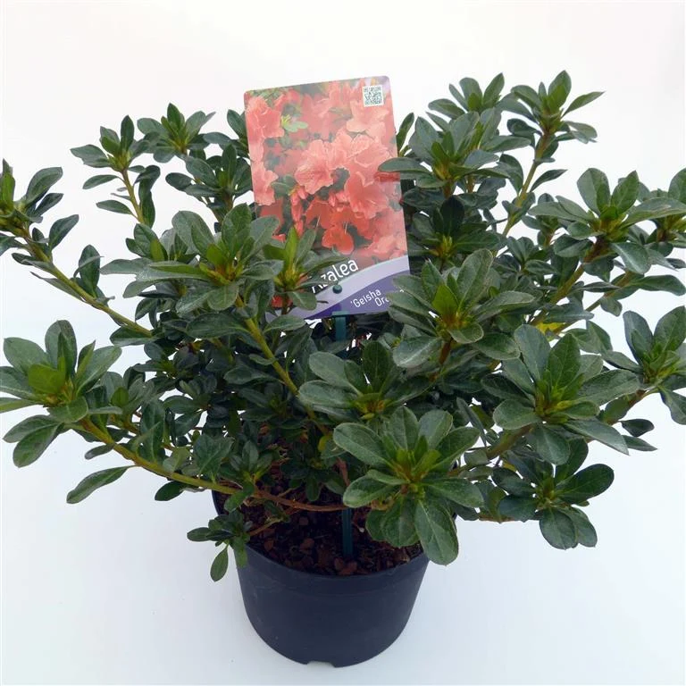 Rhododendron (AJ) 'Geisha Orange' C3 (3 liters kruka) 30-35 cm