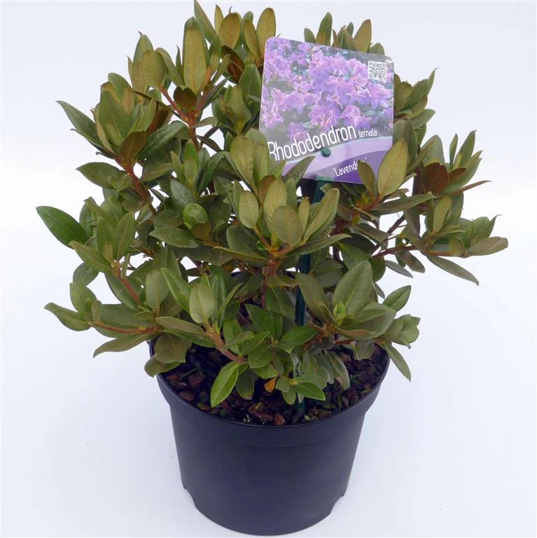 Rhododendron 'Lavendula' C2 (2 liters kruka) 20-25 cm