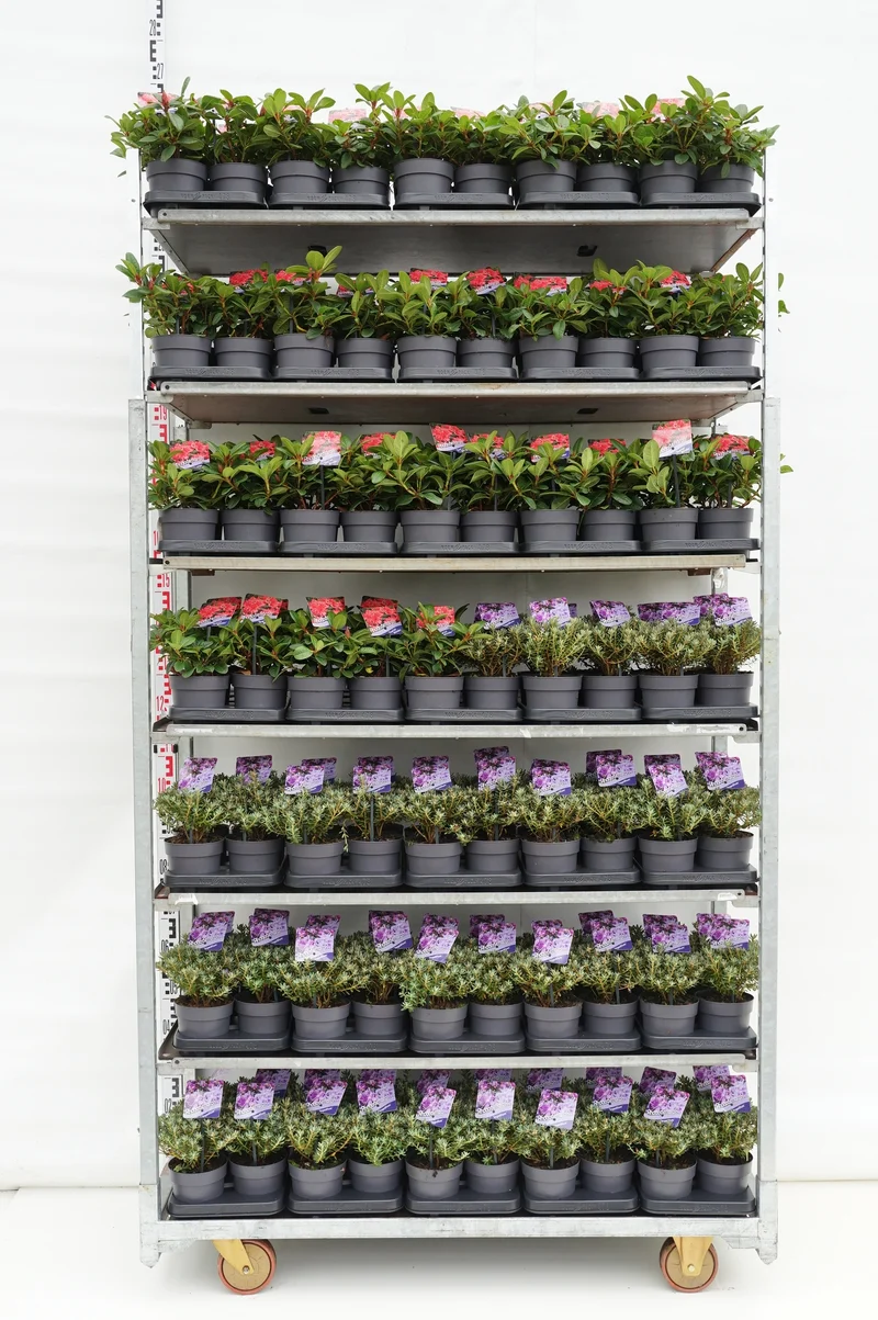 Rhododendron i sorter C1 (1 liters kruka) / 13 cm kruka 15+ cm