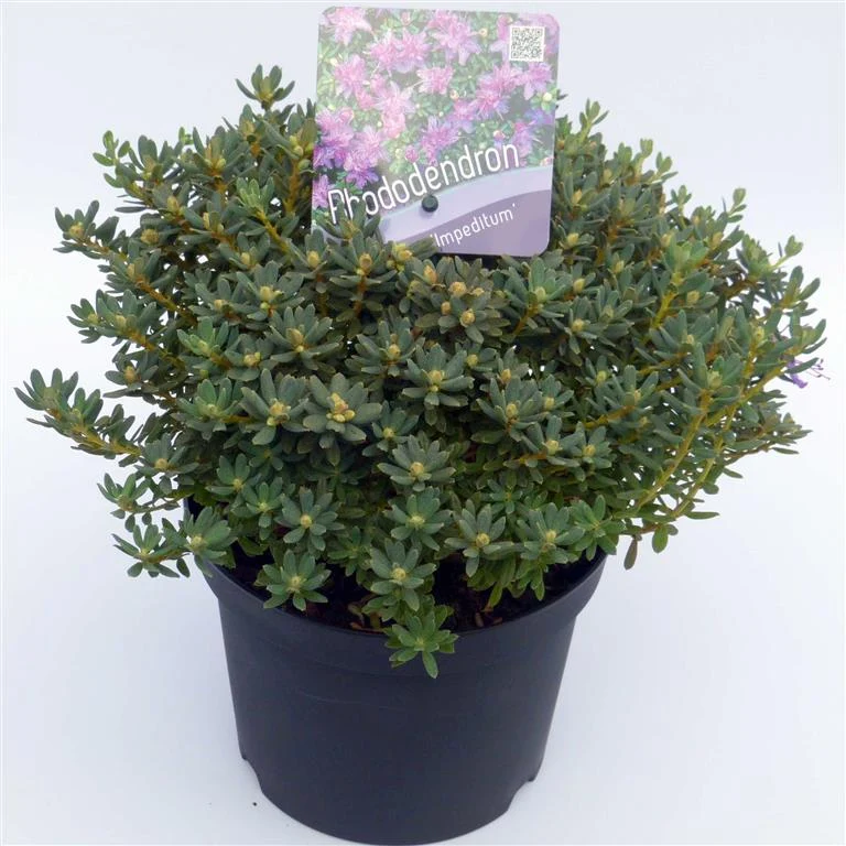 Rhododendron impeditum 20-25 cm, C2 (2 liters kruka)