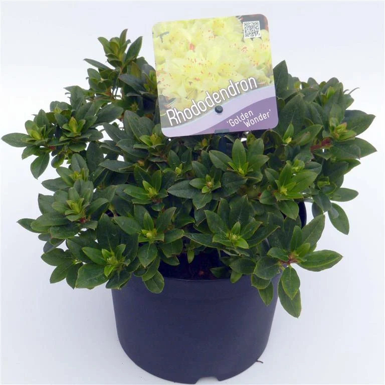 Rhododendron 'Golden Wonder' C2 (2 liters kruka) 20-25 cm