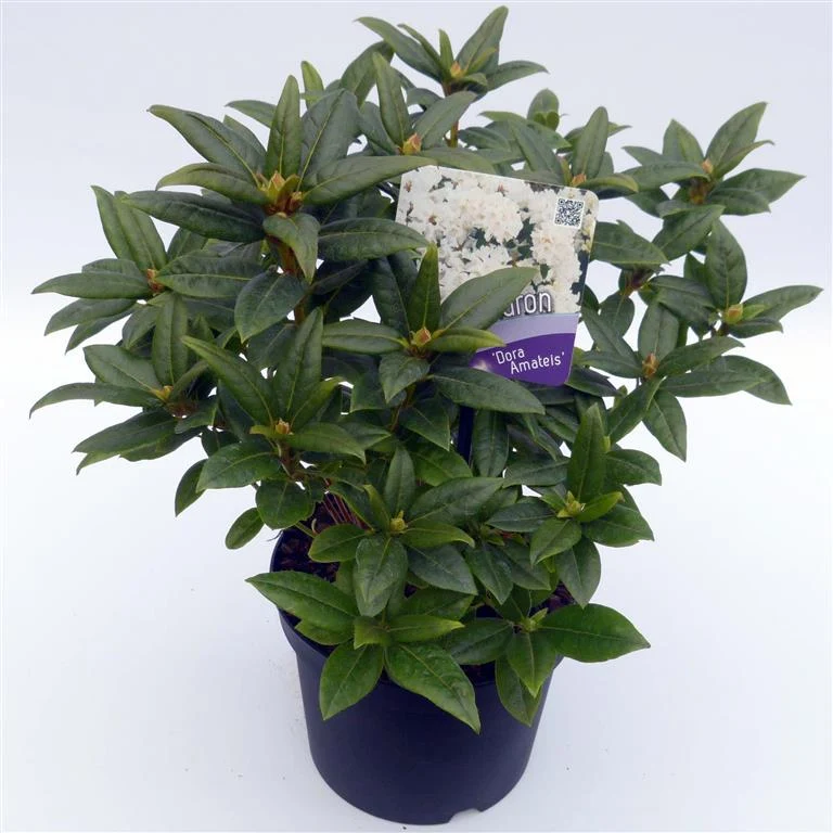 Rhododendron 'Dora Amateis' C2 (2 liters kruka) 20-25 cm