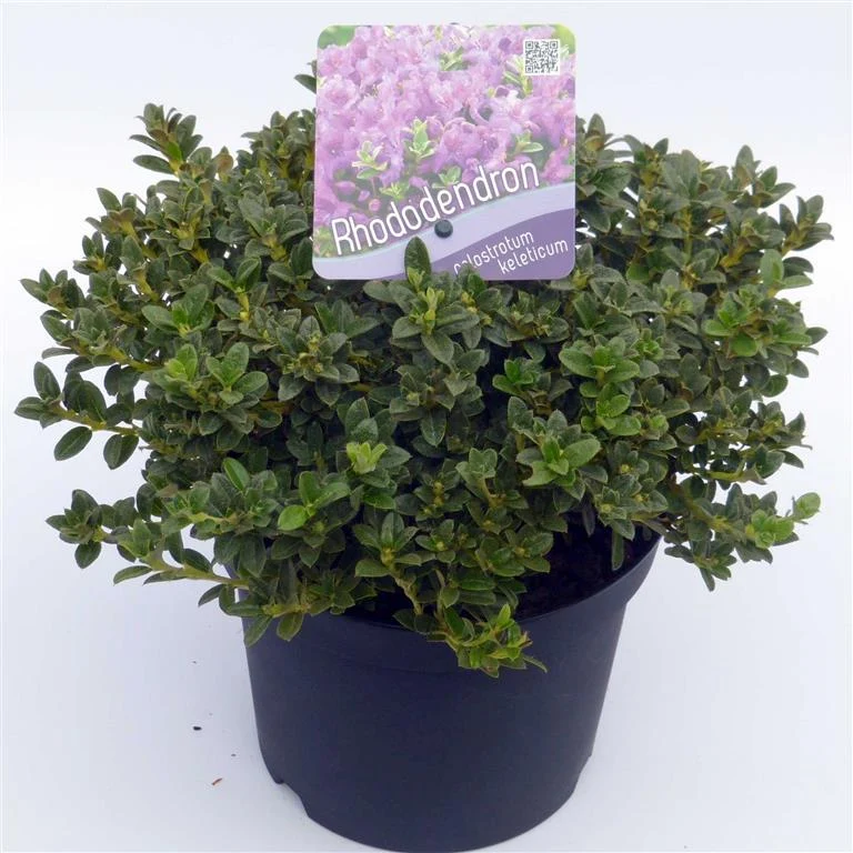 Rhododendron keleticum 20-25 cm, C2 (2 liters kruka)