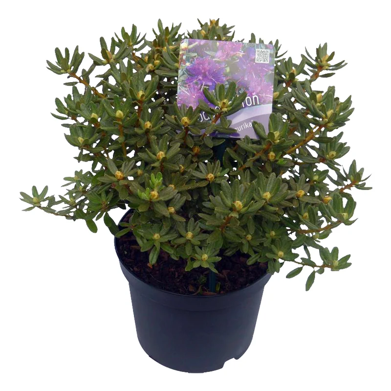 Rhododendron 'Azurika' C2 (2 liters kruka) 20-25 cm