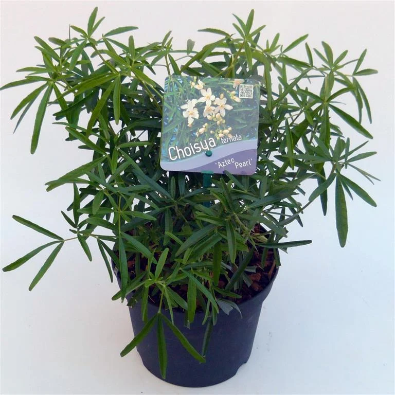 Choisya 'Aztec Pearl' C2 (2 liters kruka) 25-30 cm
