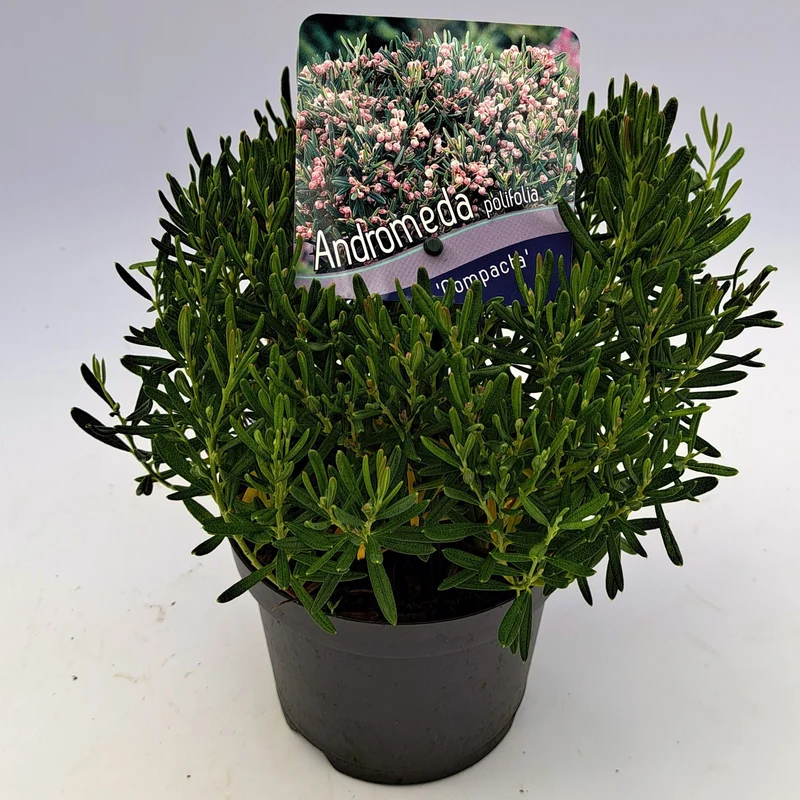 Andromeda polifolia 'Compacta' 15-20 cm C1 (1 liters kruka)